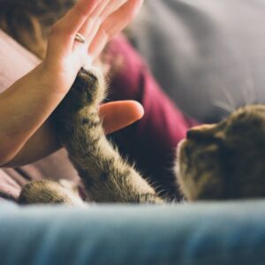 Litière Chat Ultra Absorbante 10L